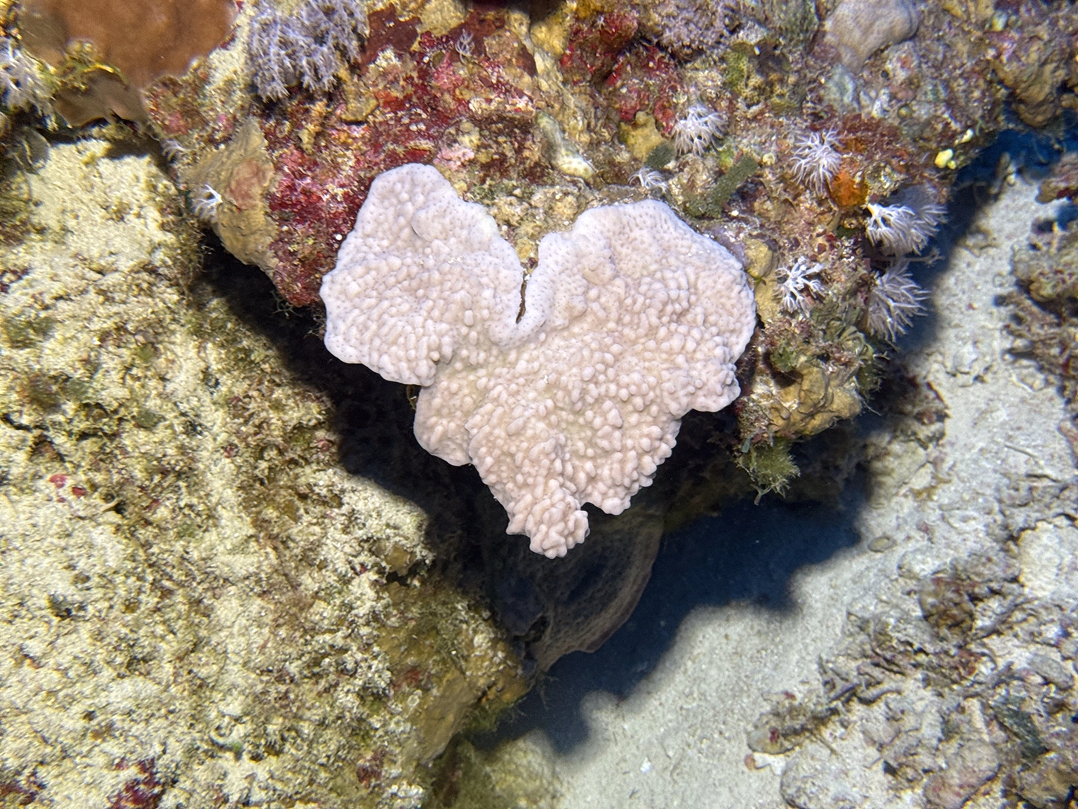 COEUR DE CORAIL