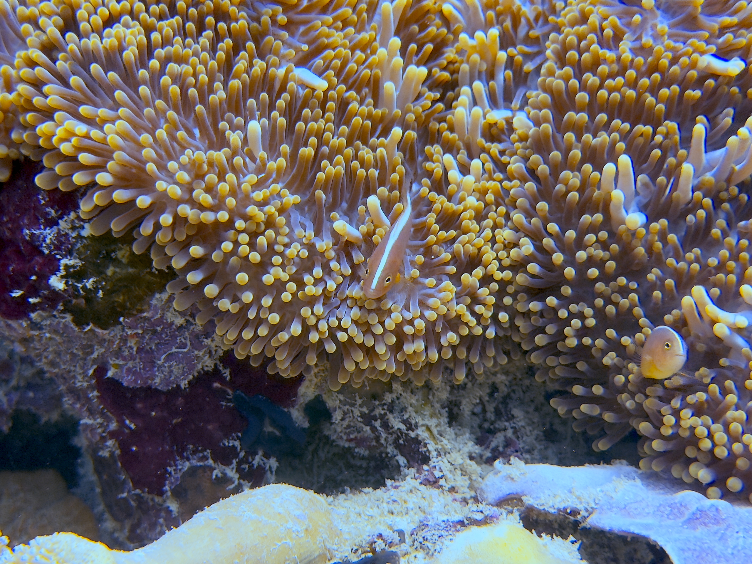 clown Bali anémone 2025 OPTIDIVE